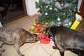 Christmas card: Dogs dogs with presents Royalty Free Stock Photo