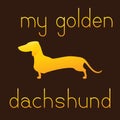 My golden dachshund