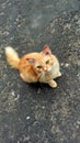 My goldy cat name is Abin suruntul