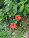 My grandmas flower from her garden roses