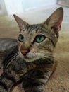 My Green eyed cat Royalty Free Stock Photo