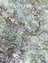 My green seaweed picture