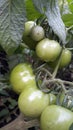 My green tomatoes