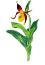 Hand-drawn Lady`s Slipper Orchid - Venus`s Slipper - Cypripedium Calceolus - Flower - Plant