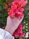 my hand that is greeting bougainvillea flowers