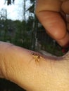 In my hand was a small spider looking at me Royalty Free Stock Photo