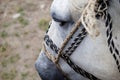 Pensive White Horse Face Looking Down