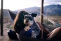 My human, my best friend. a young woman relaxing with her adorable dog in a hammock.