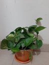 My indoor plant, my money plant in dhaka