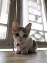 My kitten's name is Ciko Royalty Free Stock Photo