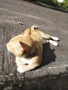 My lazy cat sun bathing Royalty Free Stock Photo