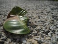 My Leaf in stones Royalty Free Stock Photo