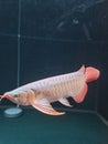 My Little Arowana fish