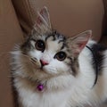 My little cat, her name is cuan Royalty Free Stock Photo