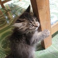 My little cat when hungry time, its verry cute and beauty Royalty Free Stock Photo