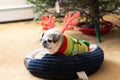 Christmas pug with her antlers on ready to fall asleep Royalty Free Stock Photo