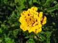 My little yellow flower like sun Royalty Free Stock Photo