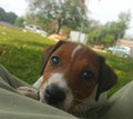 Oscar Jackrussell terrier puppy