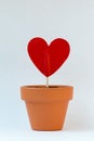 My love for you is growing Royalty Free Stock Photo