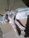 My lovely cats