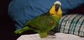 My lovely Parrot Royalty Free Stock Photo