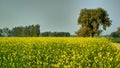 MY LOVING INDIA& x28;Mustard Field& x29;