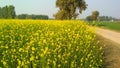 MY LOVING INDIA& x28;Mustard Field& x29;