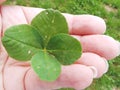 My lucky charm four leaves clover on hand Royalty Free Stock Photo