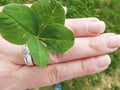 My lucky charm four leaves clover on hand Royalty Free Stock Photo