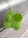 My lucky charm four leaves clover Royalty Free Stock Photo