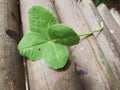 My lucky charm four leaves clover on wood Royalty Free Stock Photo