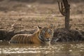 A male tiger cub quenching her thirst in hot summer at Ranthambore National Park Royalty Free Stock Photo