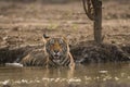 A male tiger cub quenching her thirst in hot summer at Ranthambore National Park Royalty Free Stock Photo