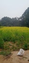 My musterd field in village Royalty Free Stock Photo