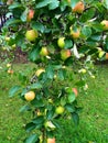 This year the  apple tree in my garden was full of fruit Royalty Free Stock Photo