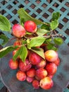 This year the plum tree in my garden was full of fruit Royalty Free Stock Photo