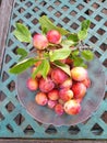 This year the plum tree in my garden was full of fruit Royalty Free Stock Photo