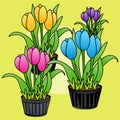 Illustration of Colorful Tulips in Flower Pot, Flat Design Royalty Free Stock Photo