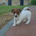 Oscar Jackrussell terrier puppy