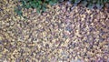 Egyptian Palm Flowers spread on floor