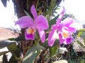 my orchid flower grows on the tree Royalty Free Stock Photo