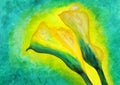 My Original painting: Beautiful yellow callas lily Royalty Free Stock Photo