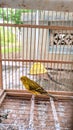 my pet canary love Royalty Free Stock Photo