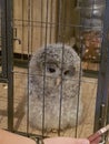 this is my pet ural owl hes so cute n fluffy