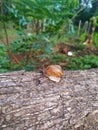 My pictures nature snail tree Royalty Free Stock Photo