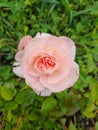 My Pink lovely rose