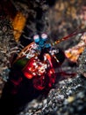 Peacock Mantis Shrimp. My place or yours