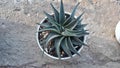 A picture of Haworthia Cactus