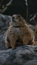 My prairie dog