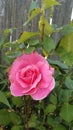 My pretty rose